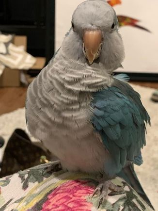 My friend’s parrot tells her when to go to turn the tv off and go to bed.  