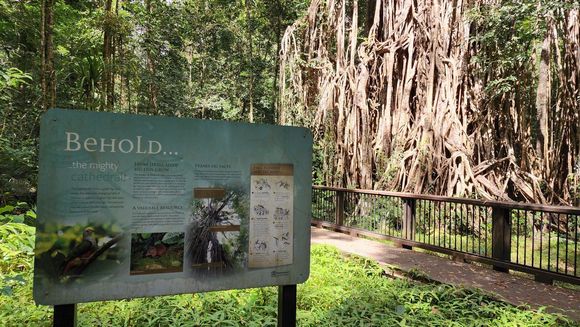 Cathedral Fig Tree