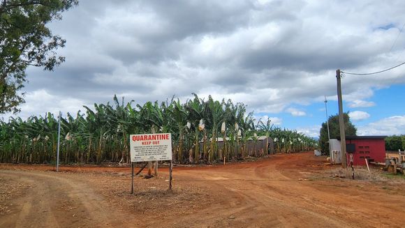 Banana farm