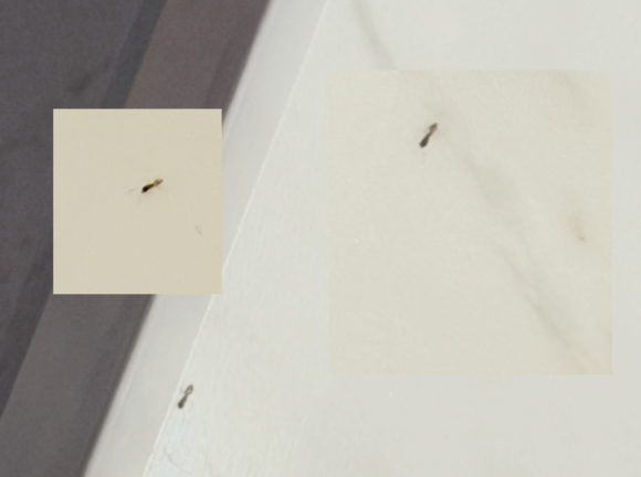 small compilation of 3 that I found in a few seconds time, so there's definitely more of these little guys. Looks like small ants, but I know as much about insects as I know about rocket science.