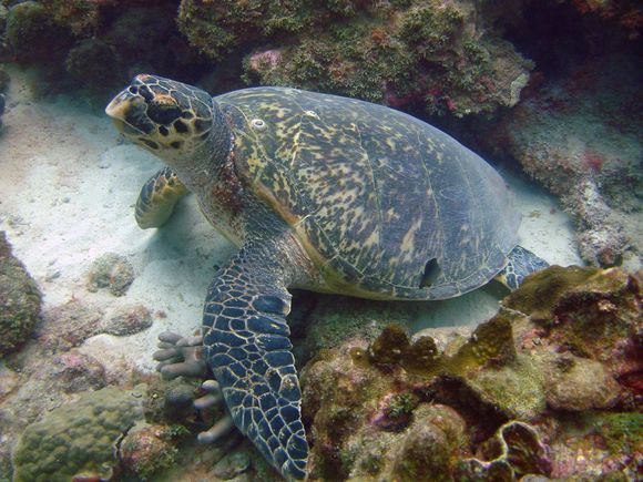 A Hawksbill turtle on Johnson's reef, Barbados