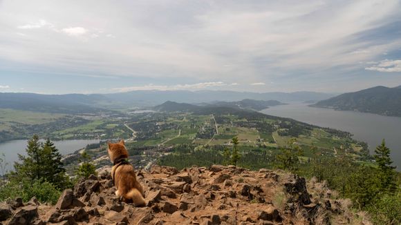 Kelowna, BC with our shiba