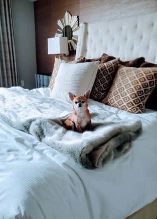 Our dog Bella loved the beds!