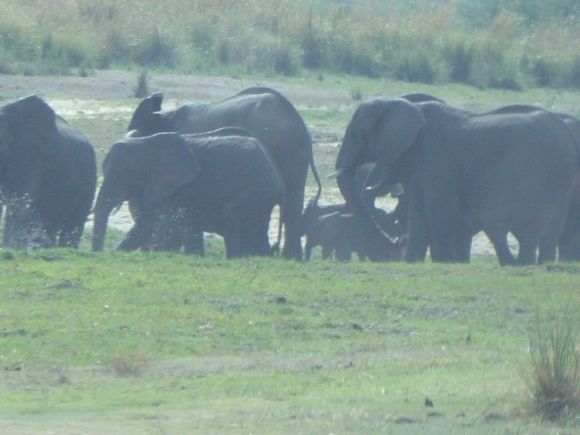 Apologies for the quality but these were some distance away from us