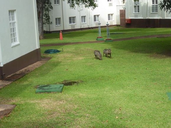 Warthogs on clean up duty