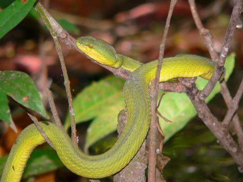 Bamboo Pit Viper