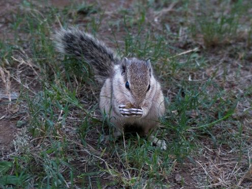 Ground Squirrel