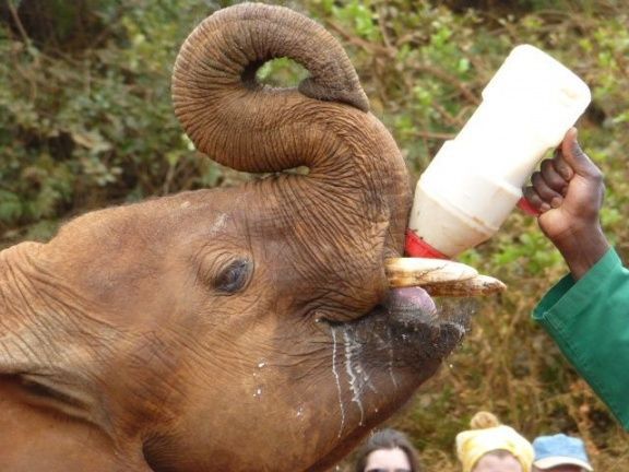 Feeding Orphanaged Baby Elephant Kenya