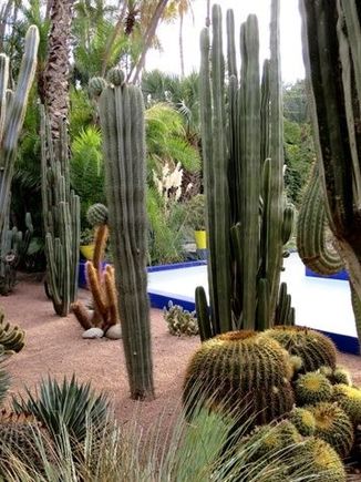 Cactusses