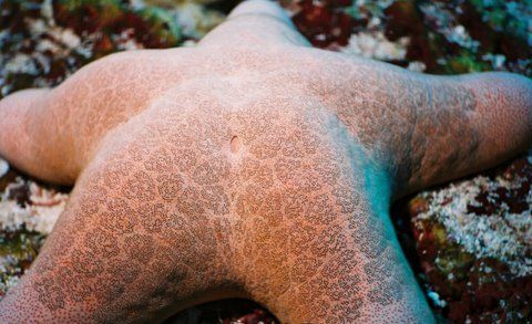 Sea Star