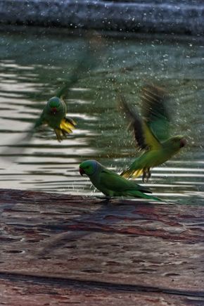 Taj Mahal Bird Bath 2010 FEB 21
