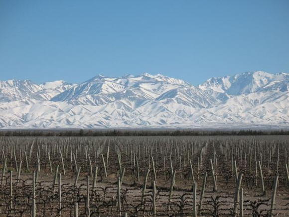 Snow capped Andes:Argentina/COW DO III