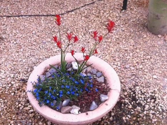 KangarooPaw pot