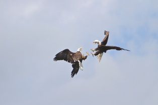 photo Eagles Poacher Caye