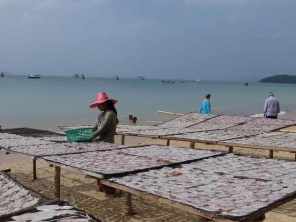 Drying fish (squid?) on the beach near Sheraton