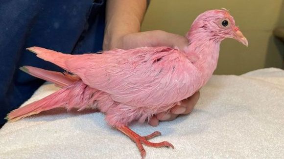 Pink pigeon found in New York City.
