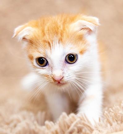 Toffifee on the move
