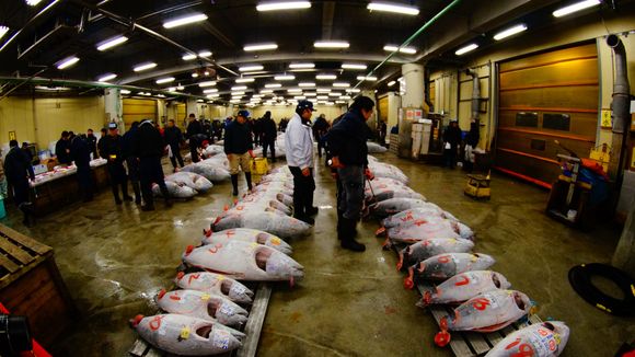Tsukiji Market, Tokyo