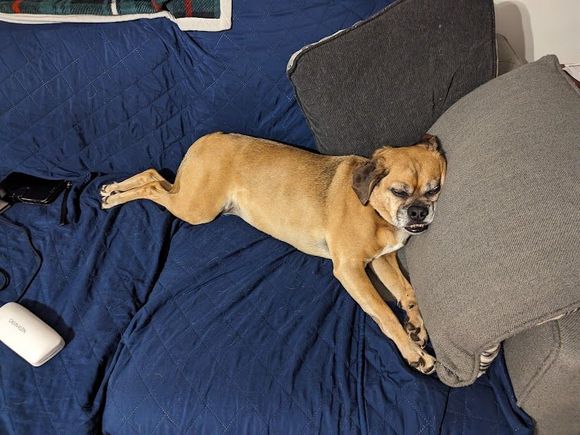 Watson the Puggle