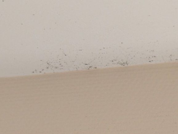 Mould