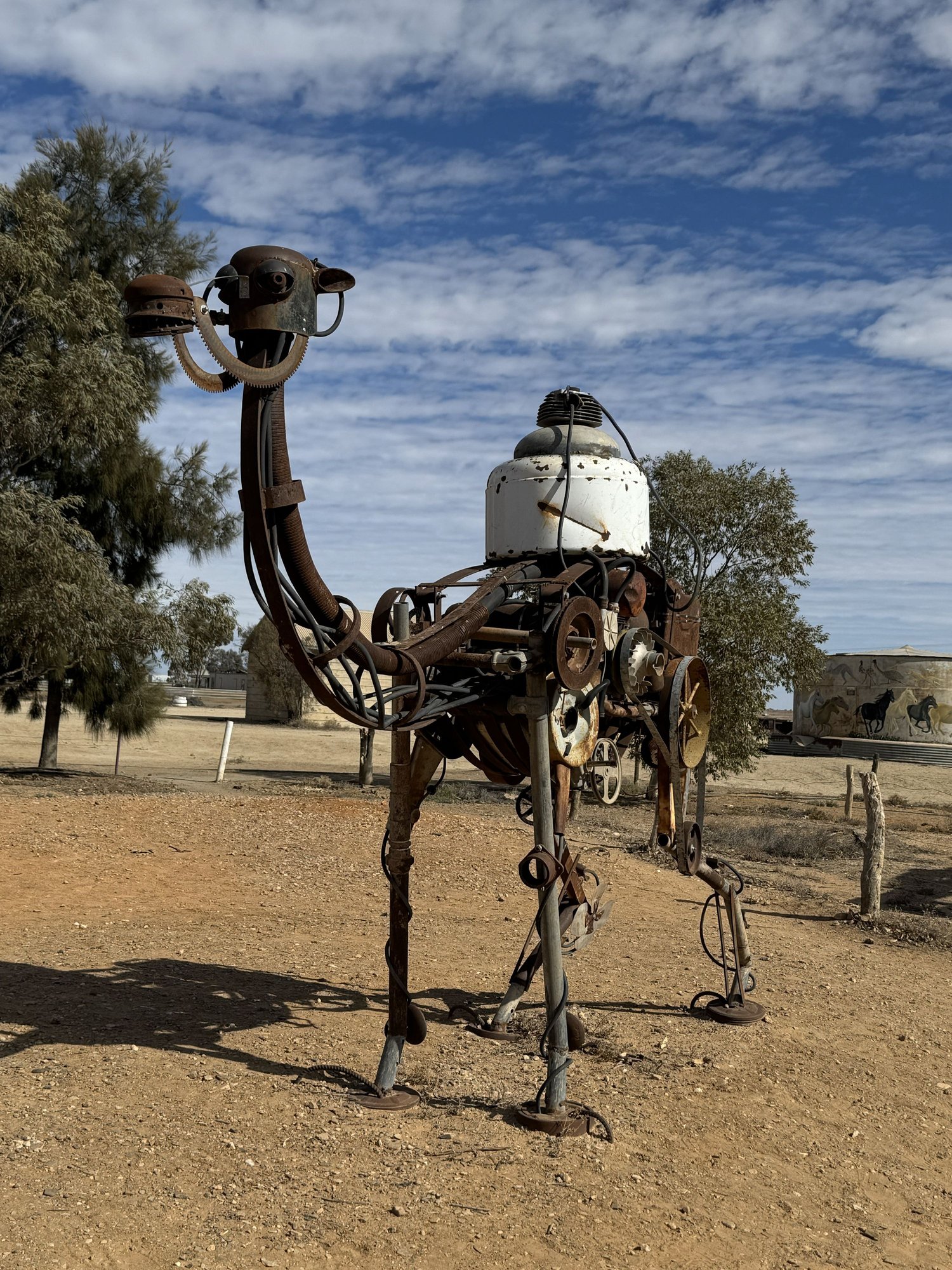 Camels played a large role in early exploration and development of Australia - theyre major feral pests now.