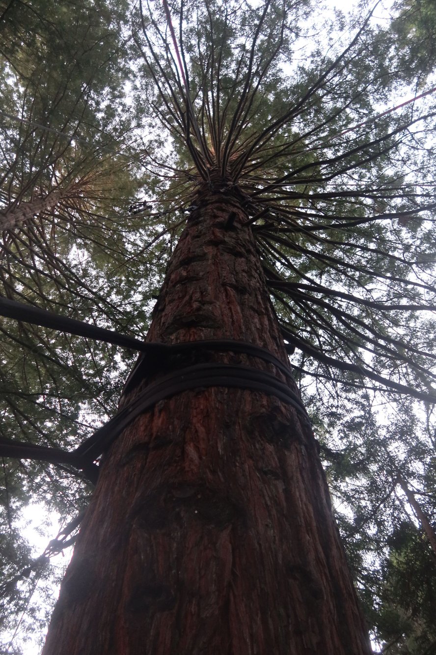 Redwood Tree
