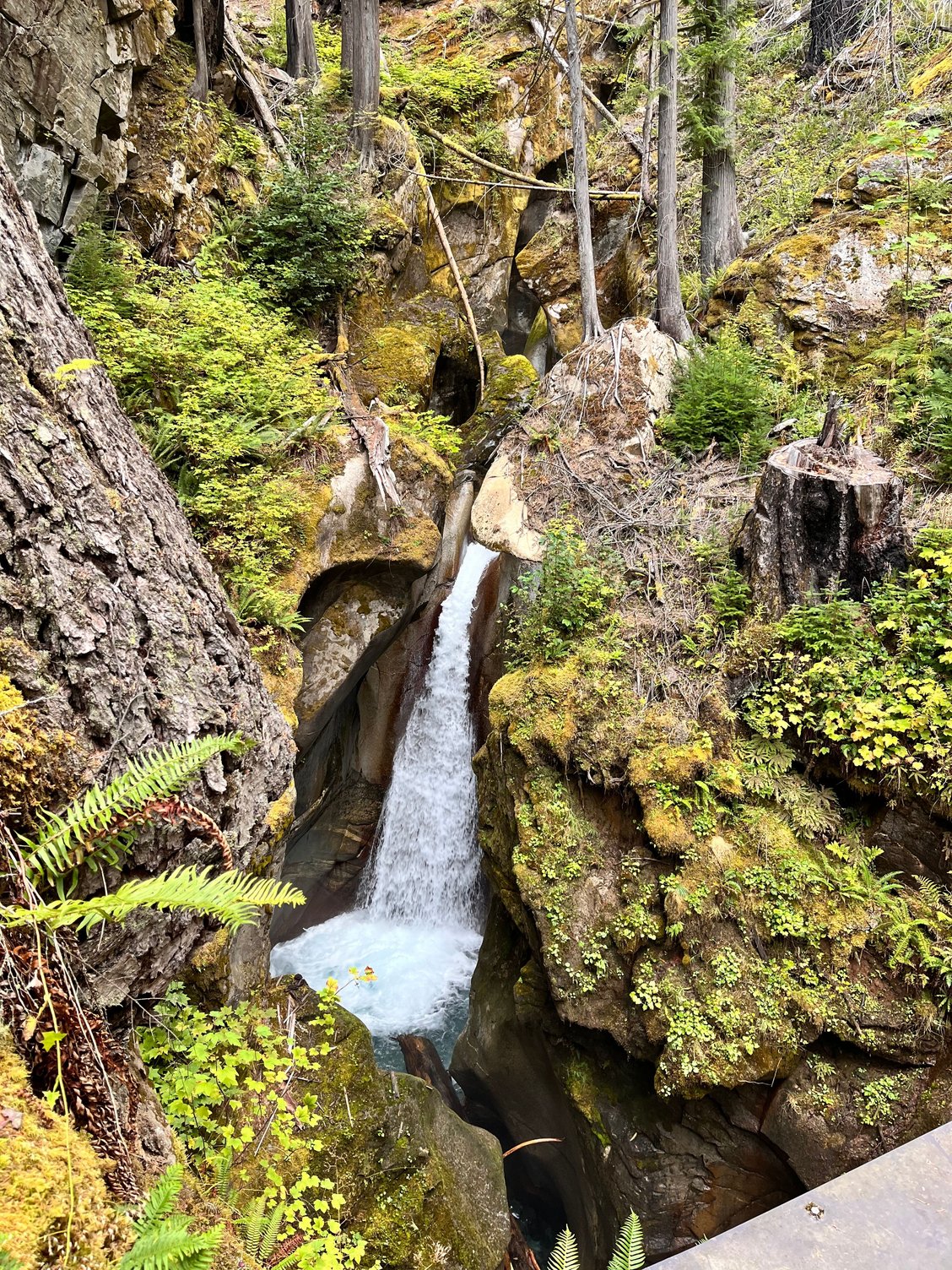 Ladder Creek Falls trail