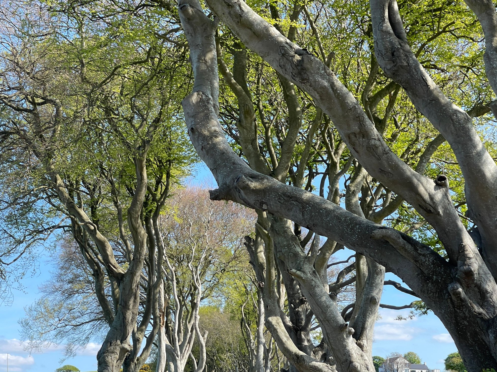 Dark Hedges