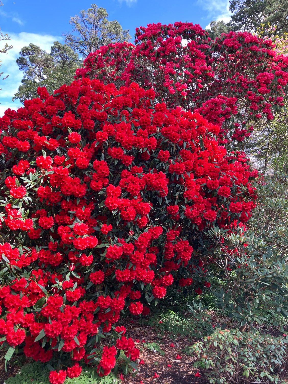 Blood red rhododendron you see immediately when entering the garden