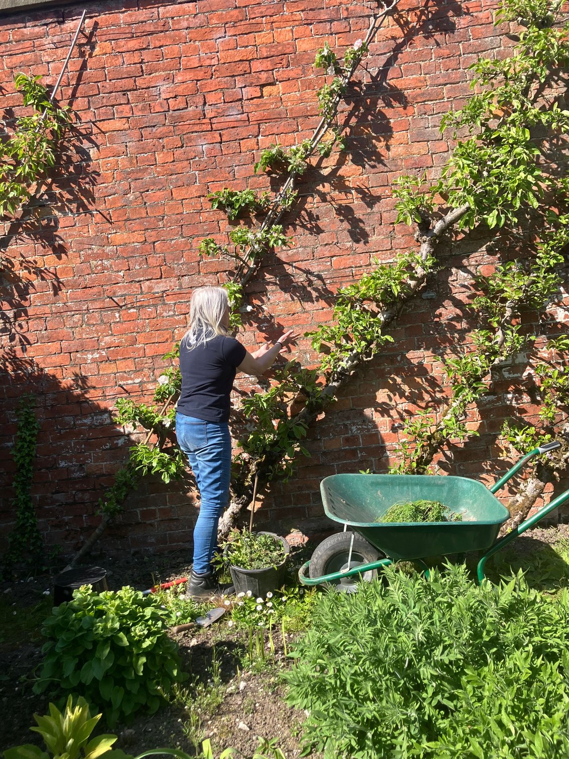 Erdigg - cordon apple trees