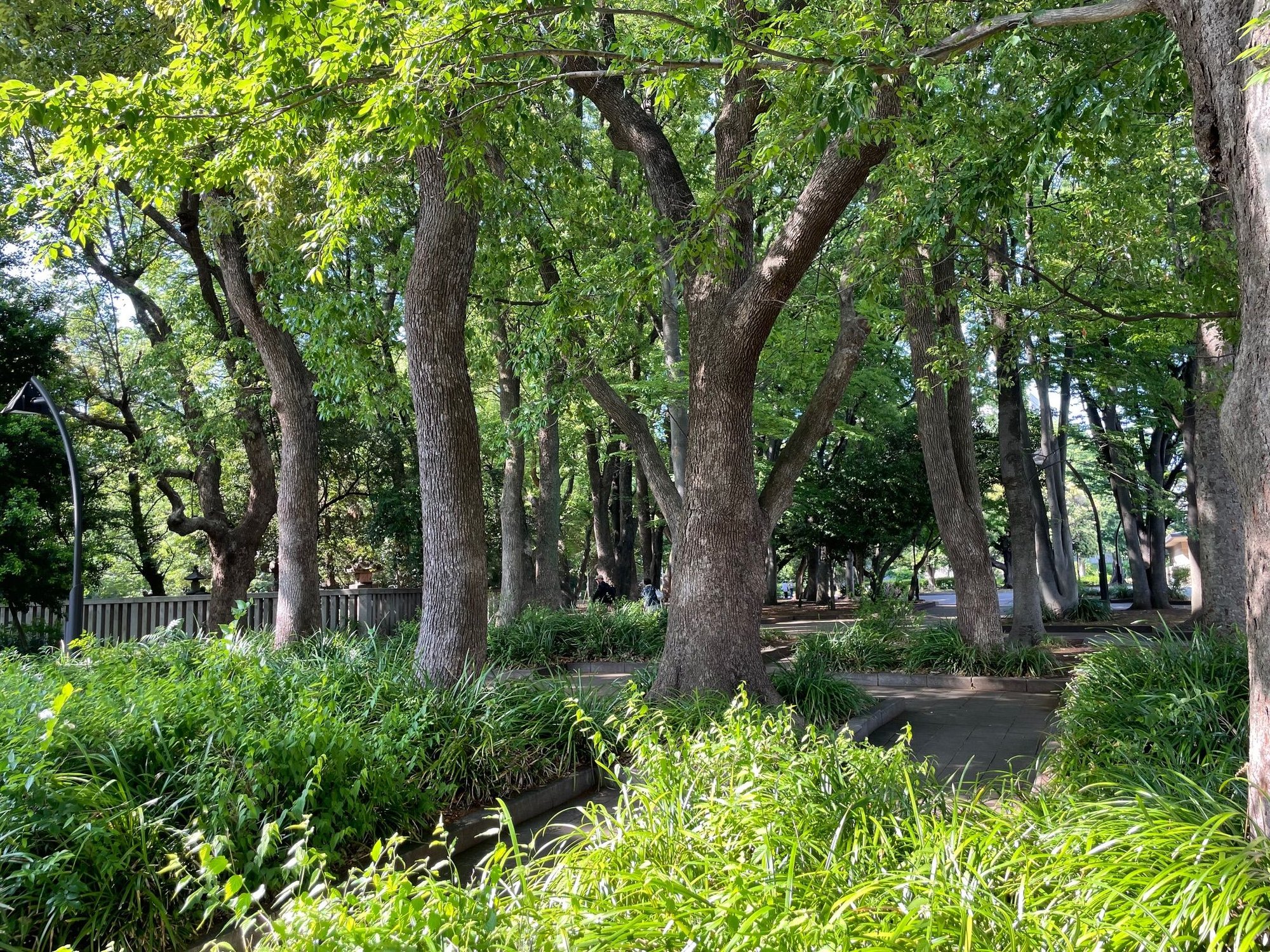 Entrance into the park, what a magical looking forest