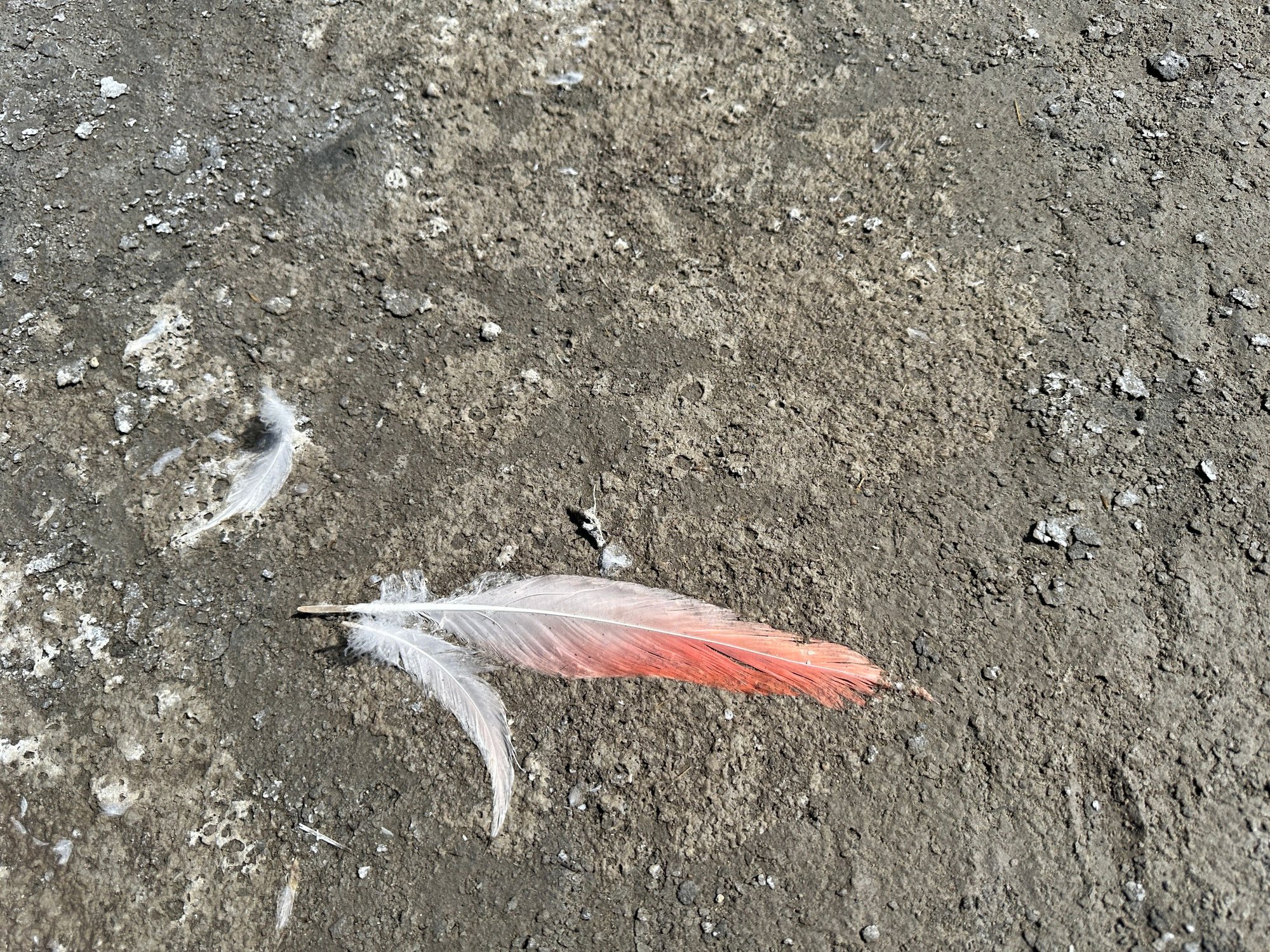 Flamingo feather