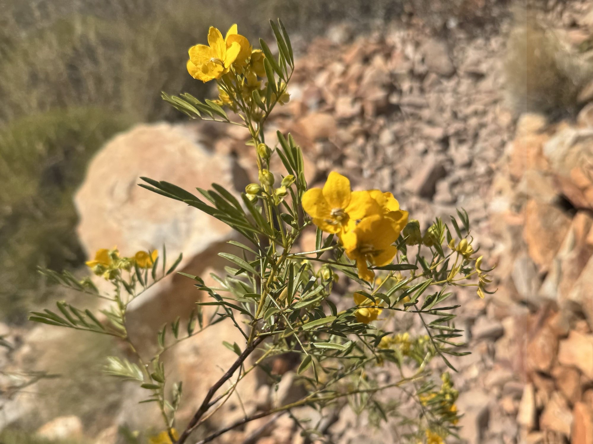 Lots of wildflowers of different kinds along the way