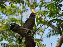 Crested Serpent Eagle