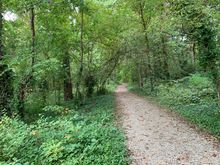 This morning’s birding walk in Forest Park.