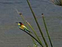 European Bee Eater,,  northern Israel. I apologize for lack of sharpness. Taken from hundreds of feet away,  this tiny image was cropped down severely to enlarge it to a recognizable  image. 
