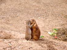 Marmot friends. Grand Teton NP