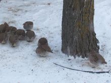 I keep telling these guys to just go for a quick visit to dcd as he has not seen them.   They won't listen to me !!!