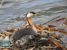 Dad helping mom  with reinforcing the nest.!!