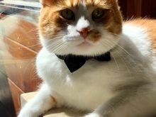 Oscar….whee are the toys