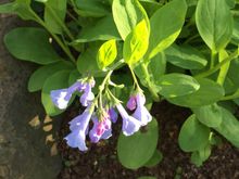 Virginia bluebells on Thursday 