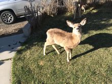 A sassy little deer in Gardiner, MT.