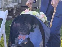 This is a photo that was posted on Twitter. The man who posted it said he had just got home from a wedding with the ring bearer.  Look at the cats expression.  Love Marvin and Nora Kureiff. Marvin seems tolerant of the lobster get up. 