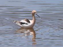 Another American Avocet