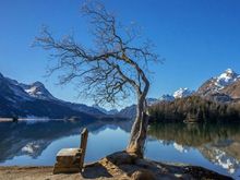 Reminds me of the Wanaka tree! 