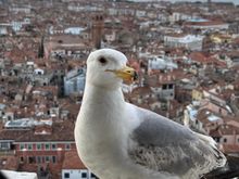 Taken from St. Mark's Campanile at sunset