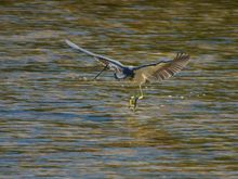 Tri-colored Heron, a new bird for me!