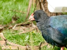 Takahe