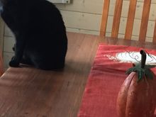 OK. You get one photo. My very own living, purring Halloween decor. Meet Inky. 