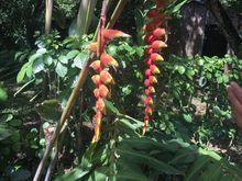 The red and yellow pointy flower chain? (El Boquerón, El Salvador)